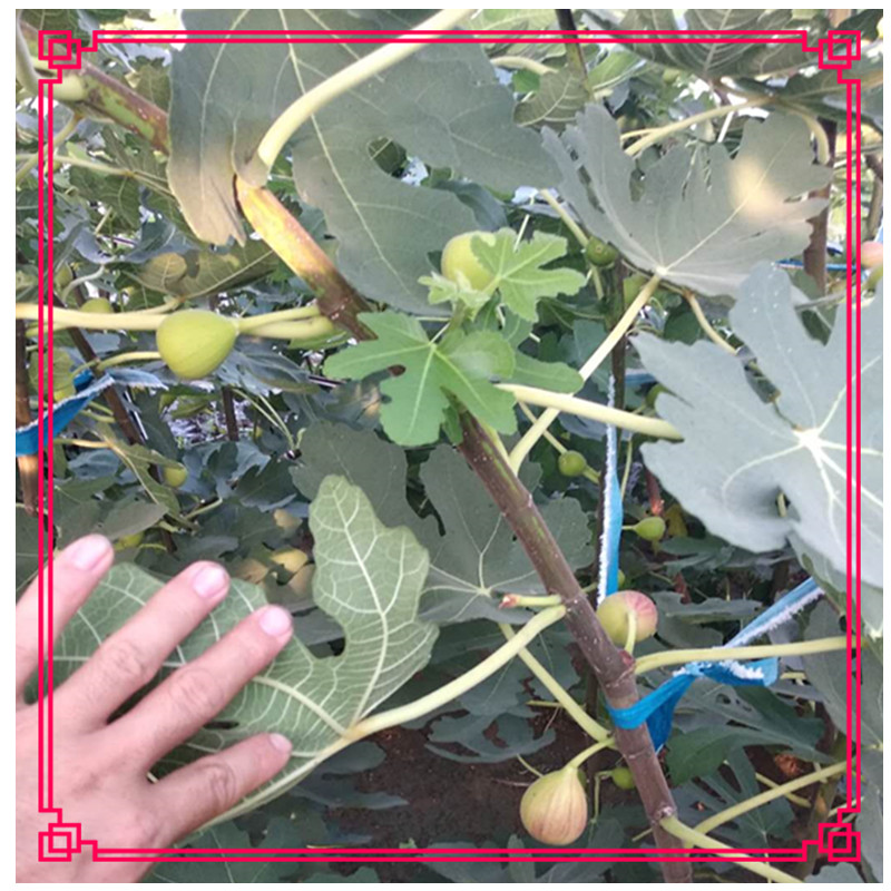 金奧芬無花果苗可以采摘發(fā)展無花果口感香甜