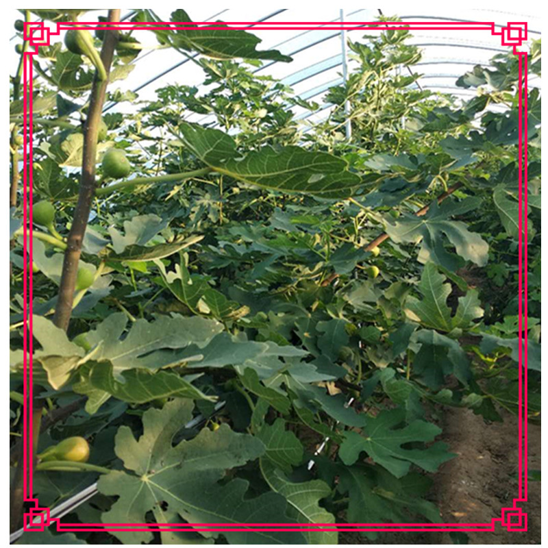 布蘭瑞克無花果苗泰安哪里的種苗好無花果口感香甜