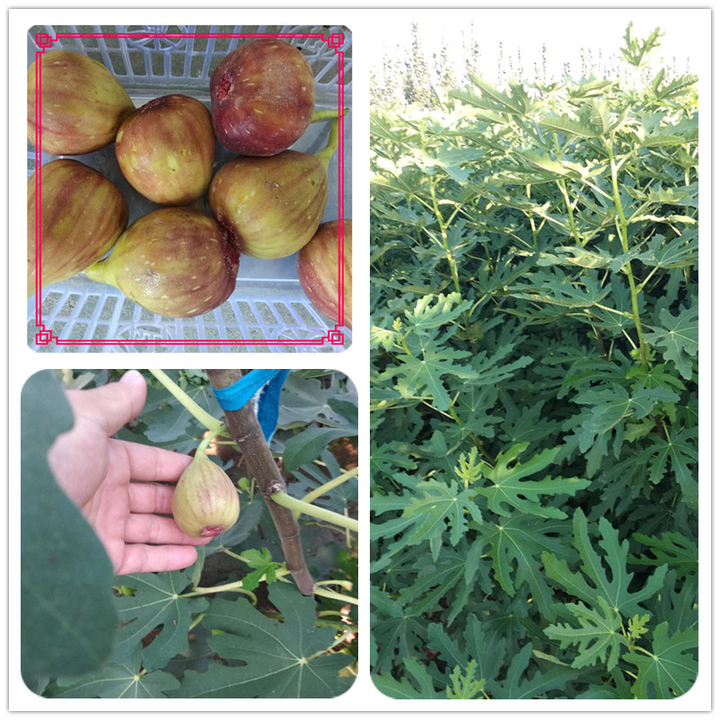 布蘭瑞克無花果苗一畝地種植多少棵當(dāng)年見效益的水果品種