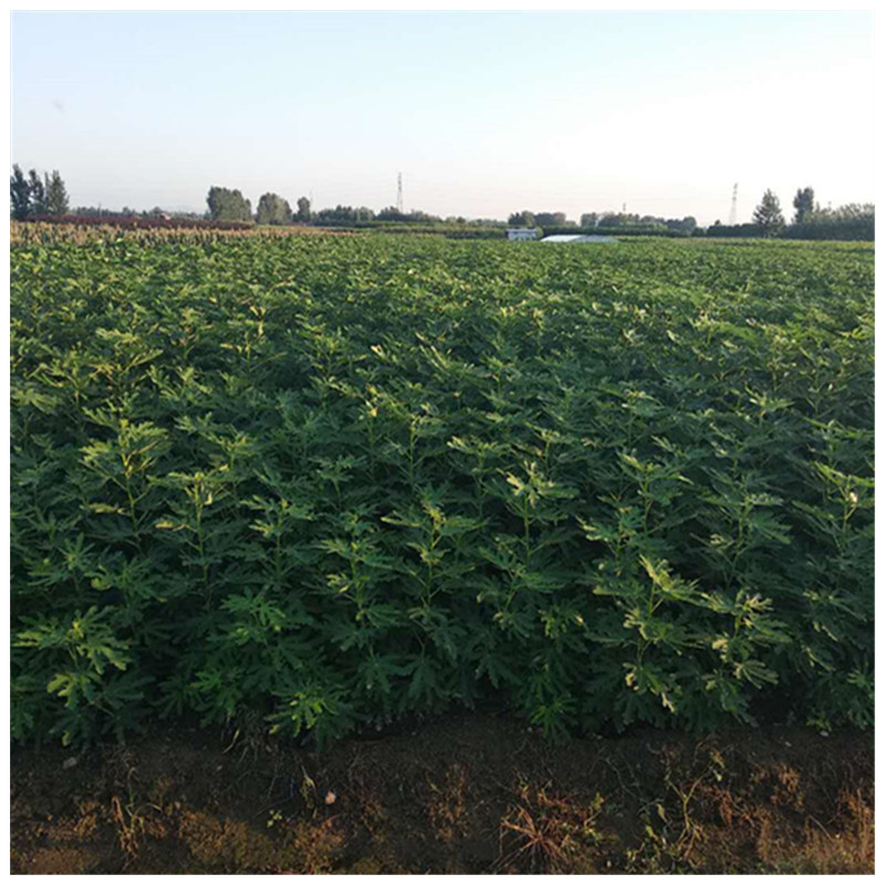 大青皮無花果苗哪里的便宜無花果口感香甜
