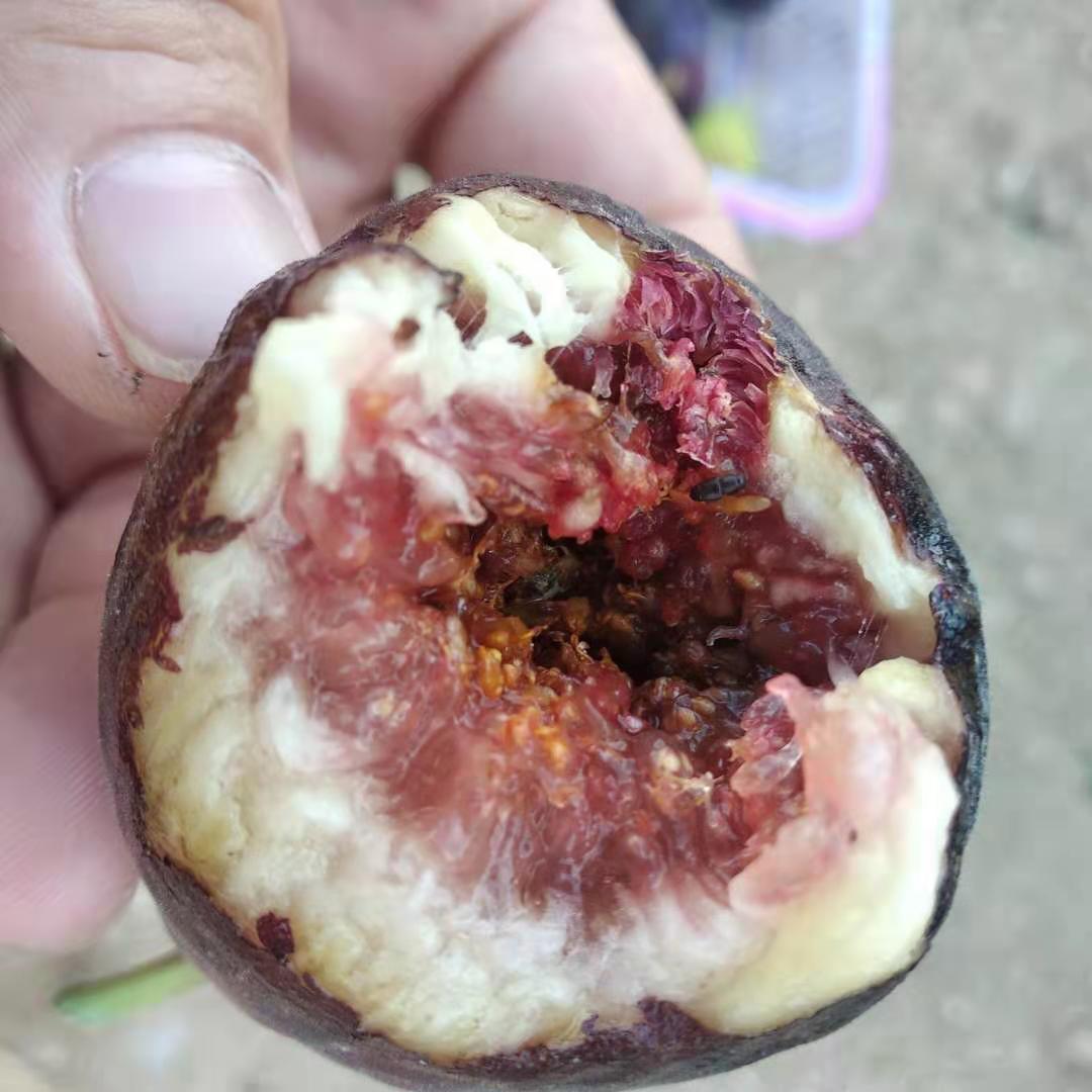 金奧芬無花果苗哪里的質(zhì)量好無花果的特點(diǎn)
