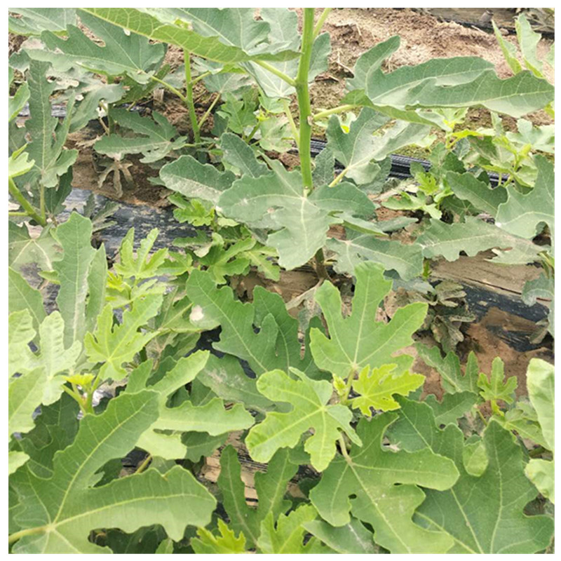 金奧芬無花果苗可以采摘發(fā)展無花果口感香甜
