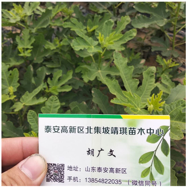 波姬红无花果苗一亩地种植多少棵无花果口感香甜