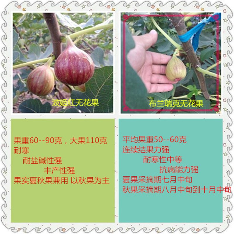 布蘭瑞克無花果苗一畝地種植多少棵當(dāng)年見效益的水果品種