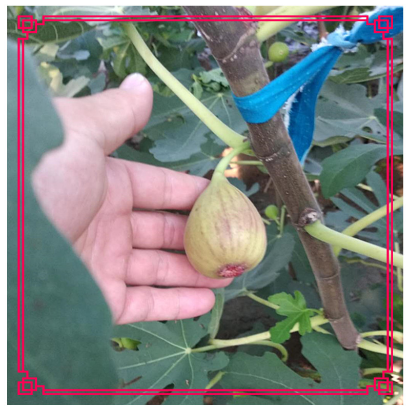 波姬紅無花果苗一畝地種植多少棵無花果的特點
