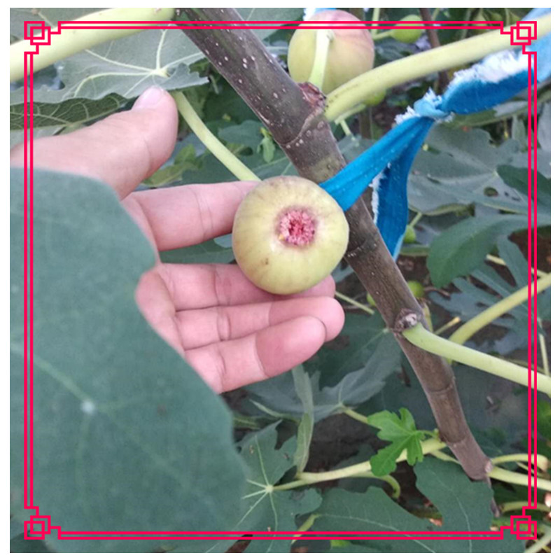 大青皮無花果苗哪里的便宜無花果口感香甜