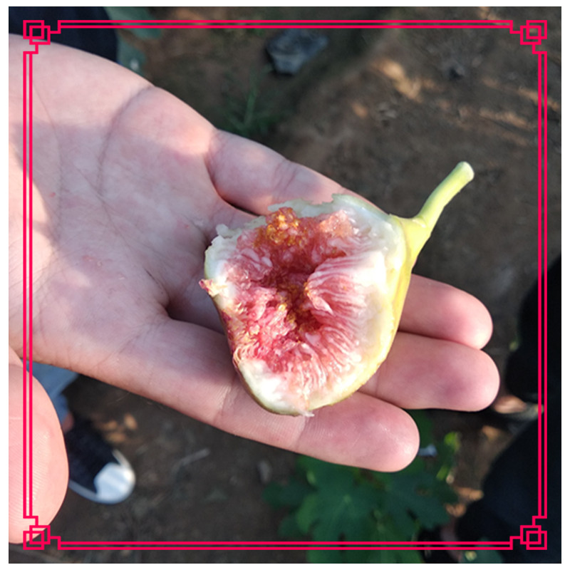 布蘭瑞克無花果苗泰安哪里的種苗好無花果口感香甜