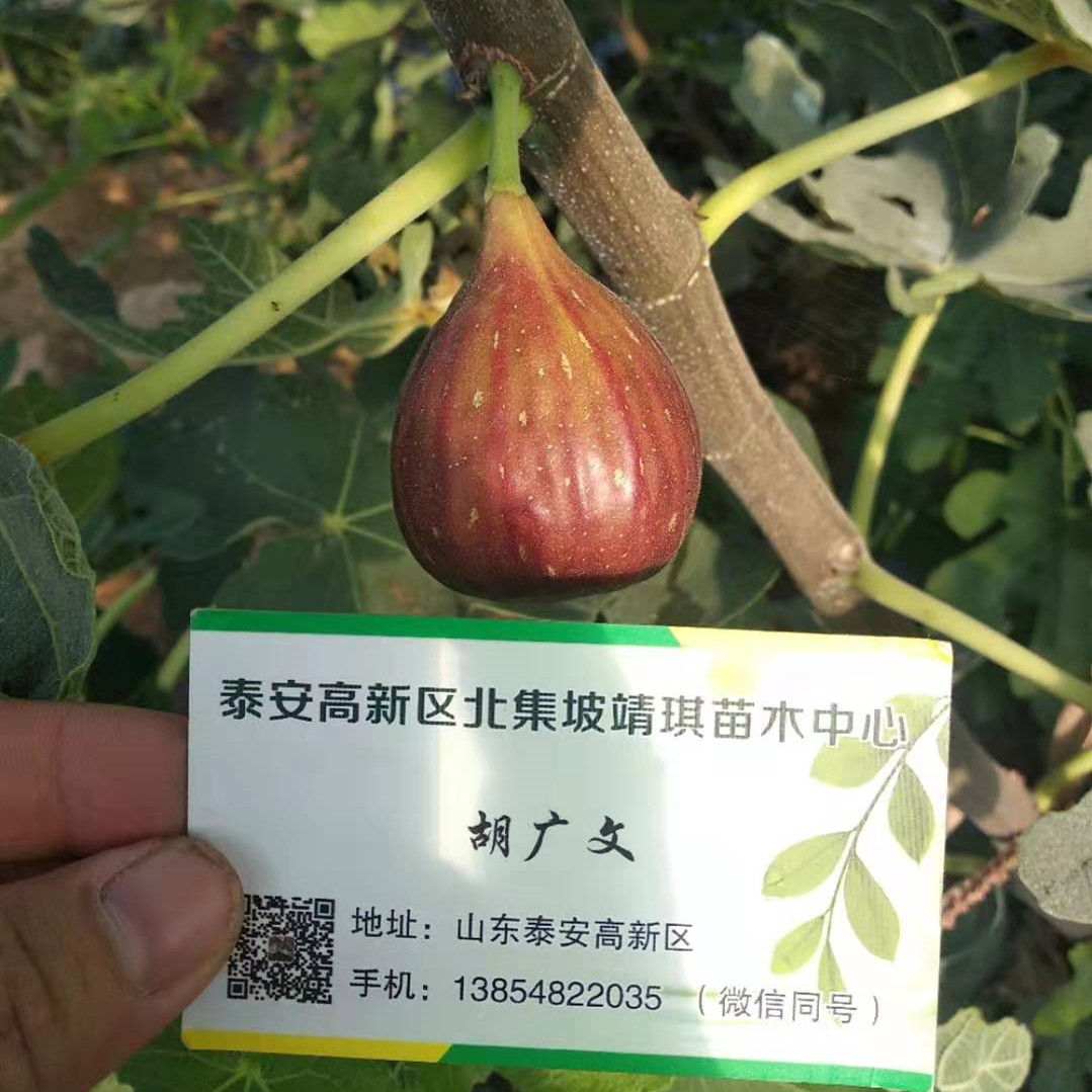 金奧芬無花果苗哪里的便宜無花果口感香甜
