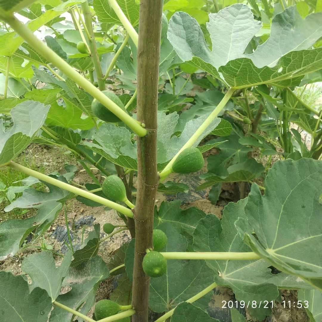 波姬紅無(wú)花果苗哪里的便宜無(wú)花果的特點(diǎn)