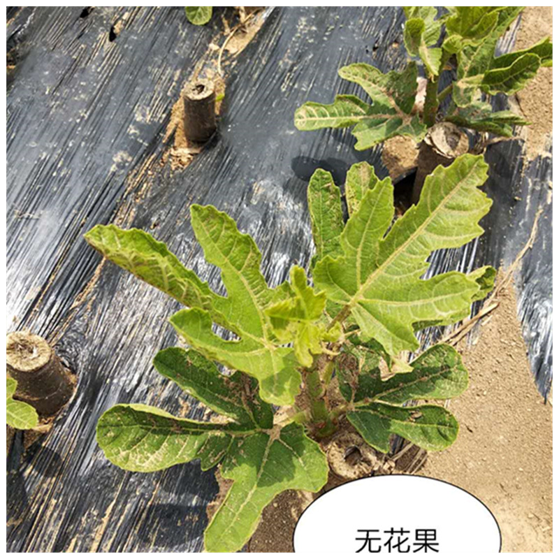 金奧芬無花果苗哪里的質(zhì)量好無花果的特點(diǎn)