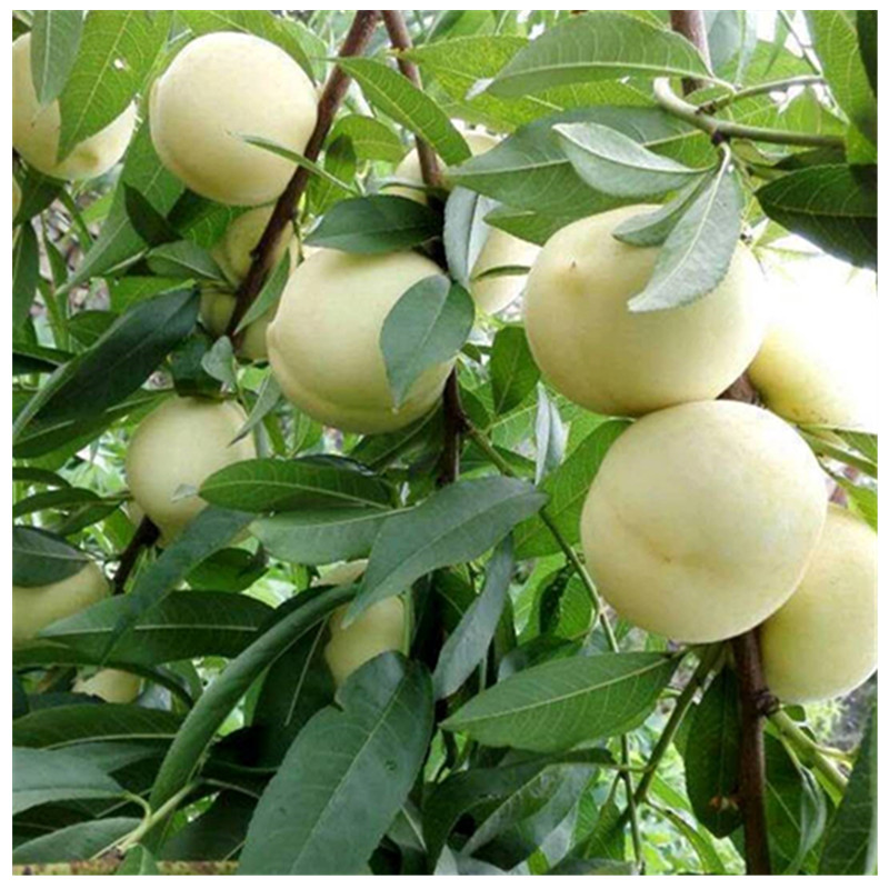 黃金蜜1--4號桃樹種植技術(shù)及管理方法靖琪苗木為您服務(wù)