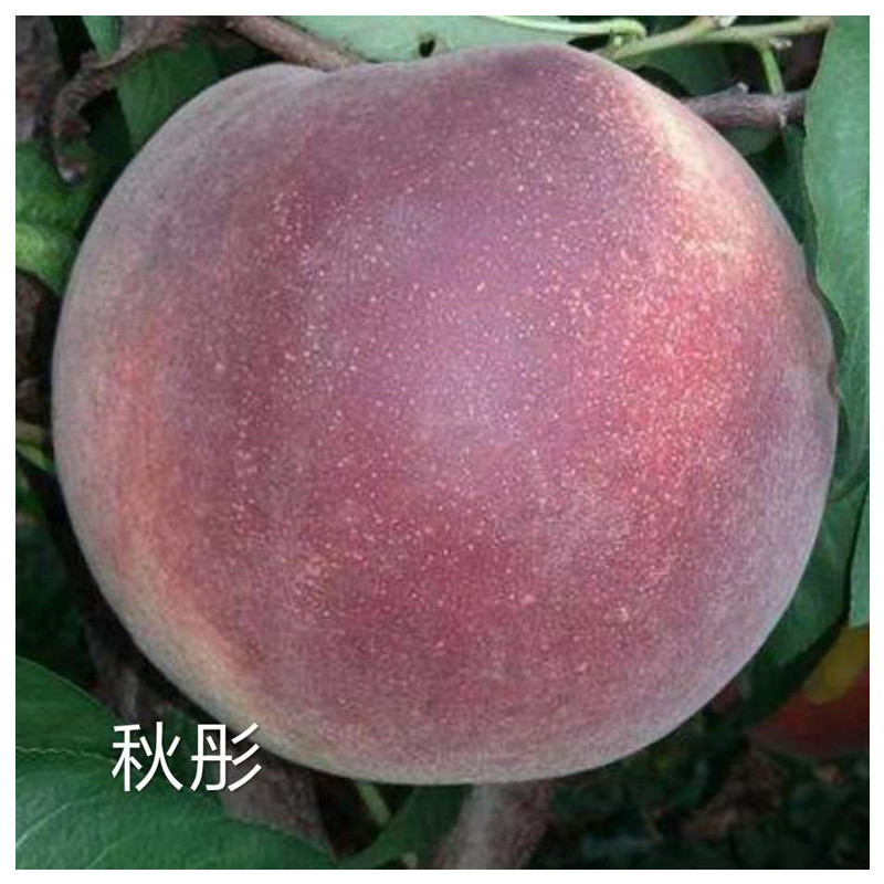 桃樹實生苗病蟲害有哪些靖琪苗木為您服務(wù)