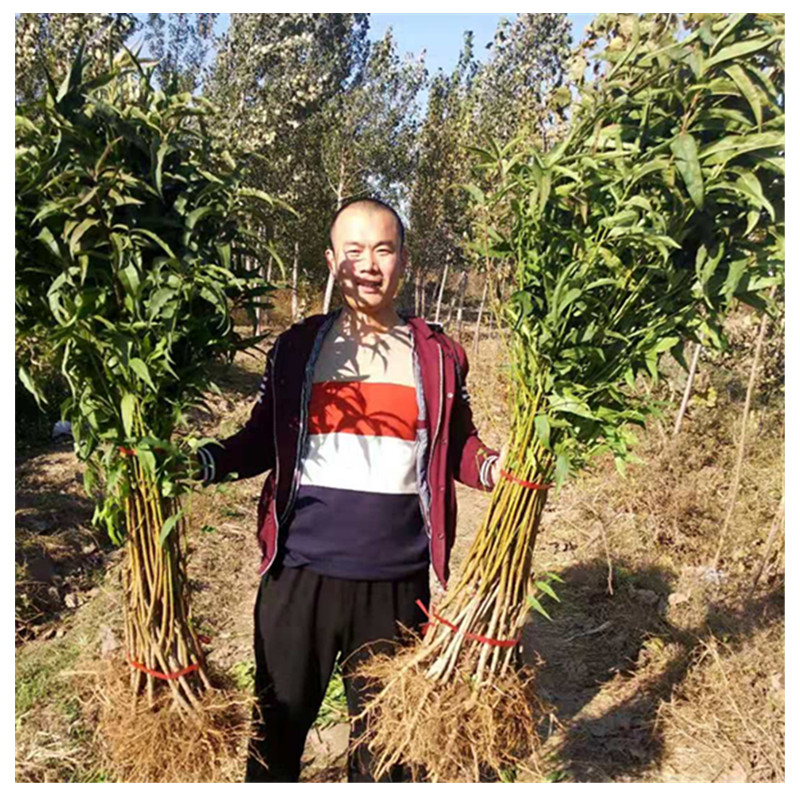 黃金蜜1--4號桃樹什么時(shí)候種植佳靖琪苗木為您服務(wù)