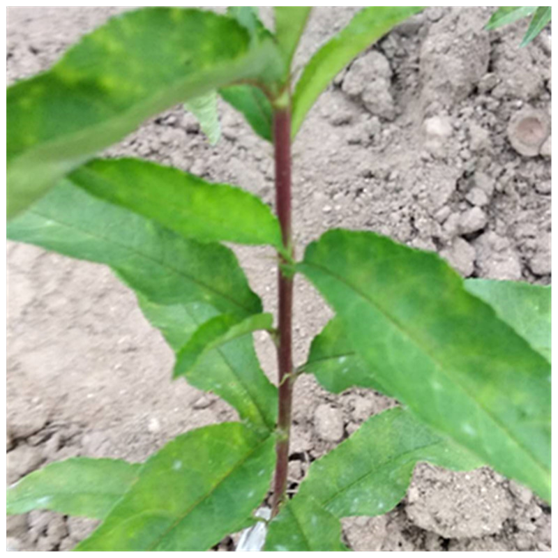 黃金蜜1--4號桃樹種植技術(shù)及管理方法靖琪苗木為您服務(wù)