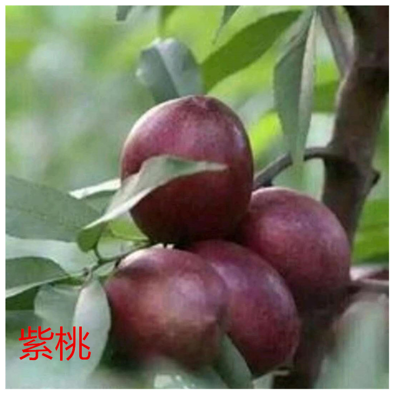黃金蜜1--4號桃樹種植技術(shù)及管理方法靖琪苗木為您服務(wù)