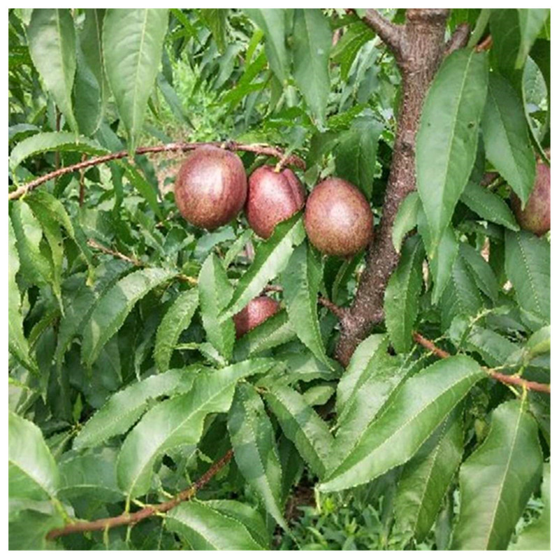 黃金蜜1--4號桃樹什么時(shí)候種植佳靖琪苗木為您服務(wù)