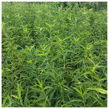 黃金蜜1--4號桃樹什么時(shí)候種植佳靖琪苗木為您服務(wù)