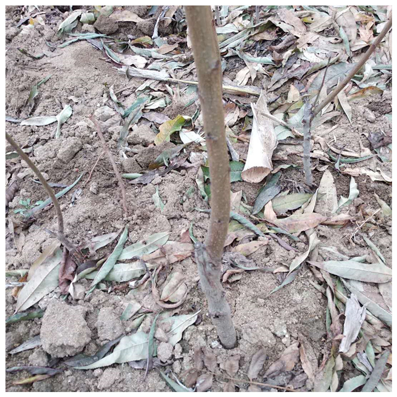 黃金蜜1--4號桃樹什么時(shí)候種植佳靖琪苗木為您服務(wù)