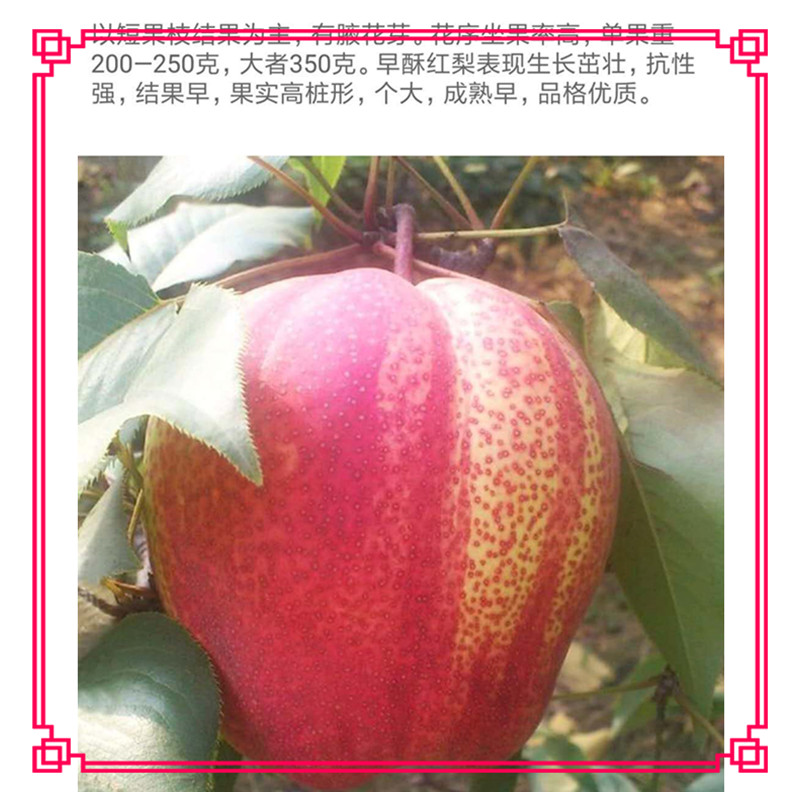 早紅考蜜斯梨樹苗的病蟲害防治管理靖琪苗木為您解答