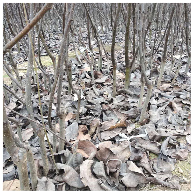 紅香酥梨樹苗的病蟲害防治管理什么時(shí)候種植梨樹佳