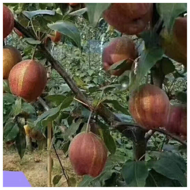 秋月梨樹苗的病蟲害防治管理什么時候種植梨樹佳