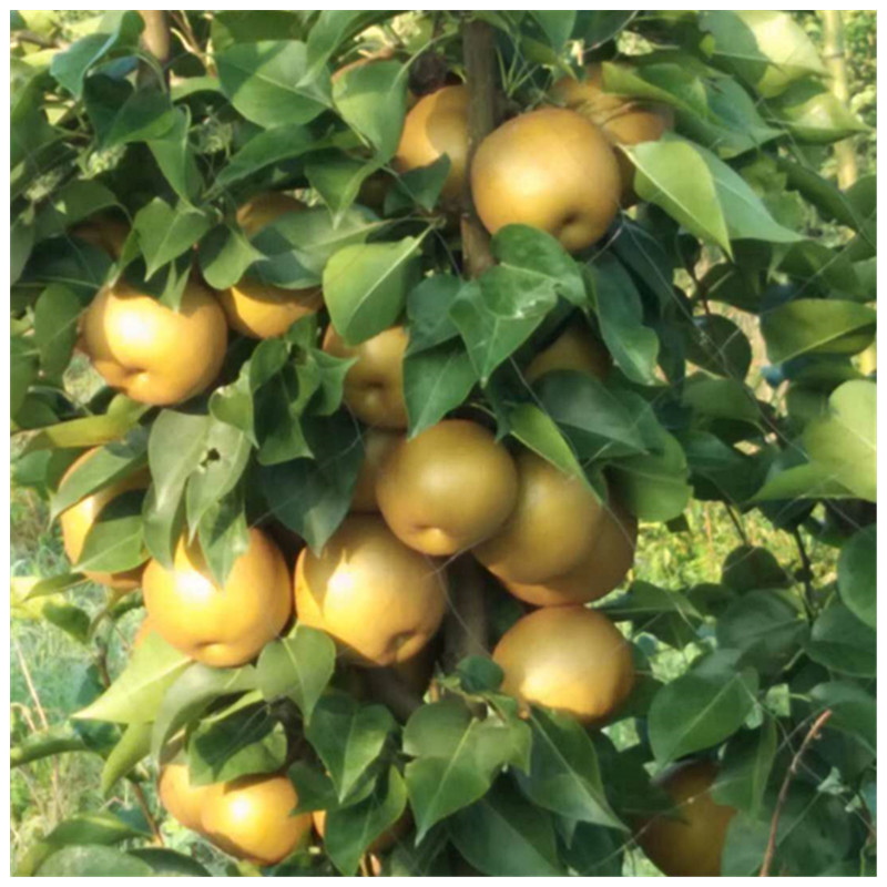 早紅考蜜斯梨樹(shù)苗的管理方法什么時(shí)候種植梨樹(shù)佳