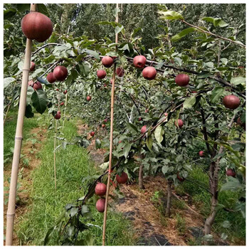 红香酥梨树苗适合哪里种植育苗基地品种梨树