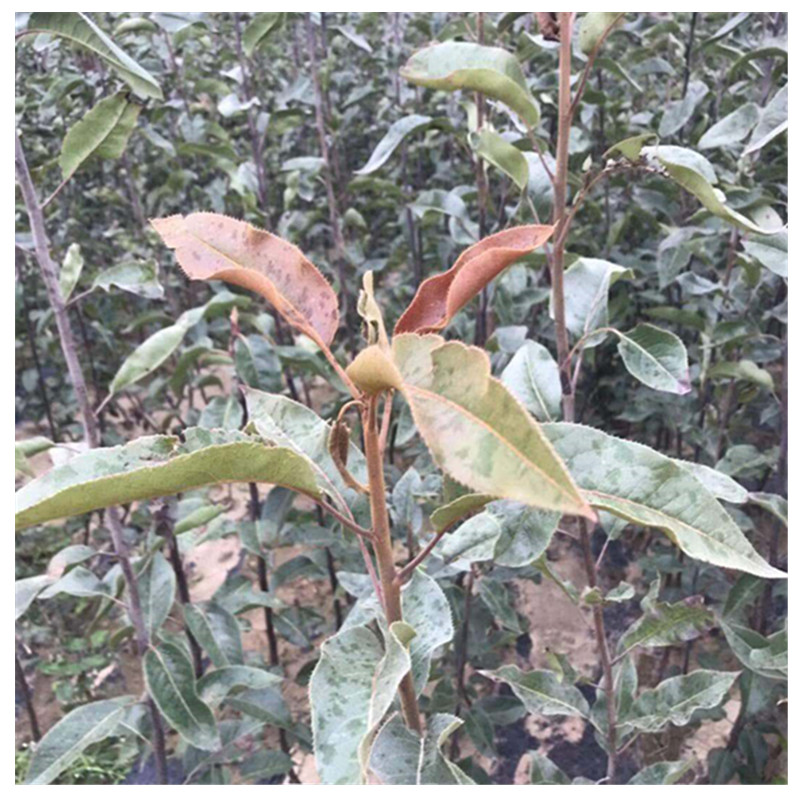 玉露香梨樹苗的管理方法育苗基地品種梨樹