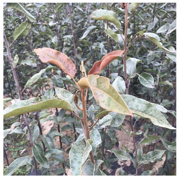皇冠梨樹苗的管理方法什么時候種植梨樹佳