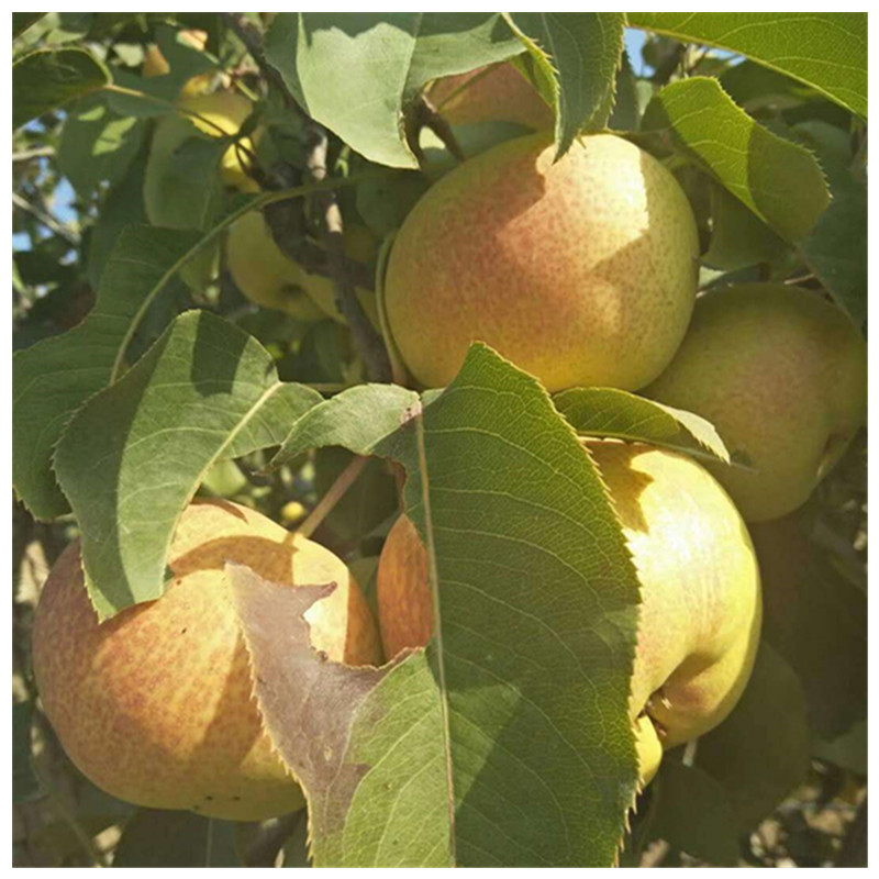 紅香酥梨樹(shù)苗適合哪里種植什么時(shí)候種植梨樹(shù)佳
