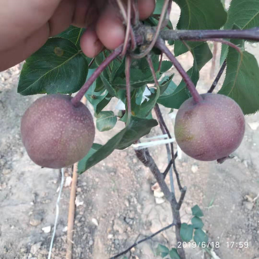 早紅考蜜斯梨樹苗適合哪里種植什么時(shí)候種植梨樹佳