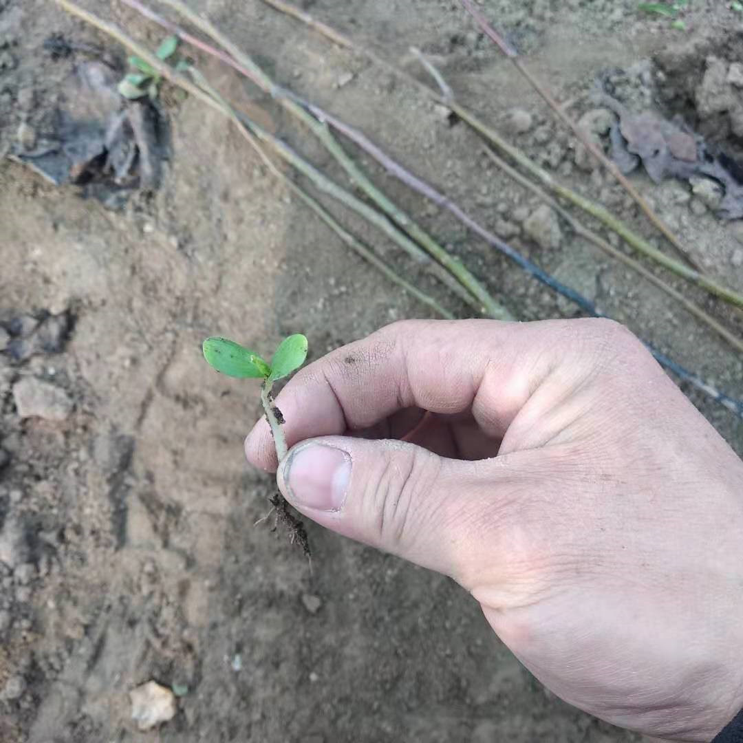 皇冠梨树苗适合哪里种植育苗基地品种梨树