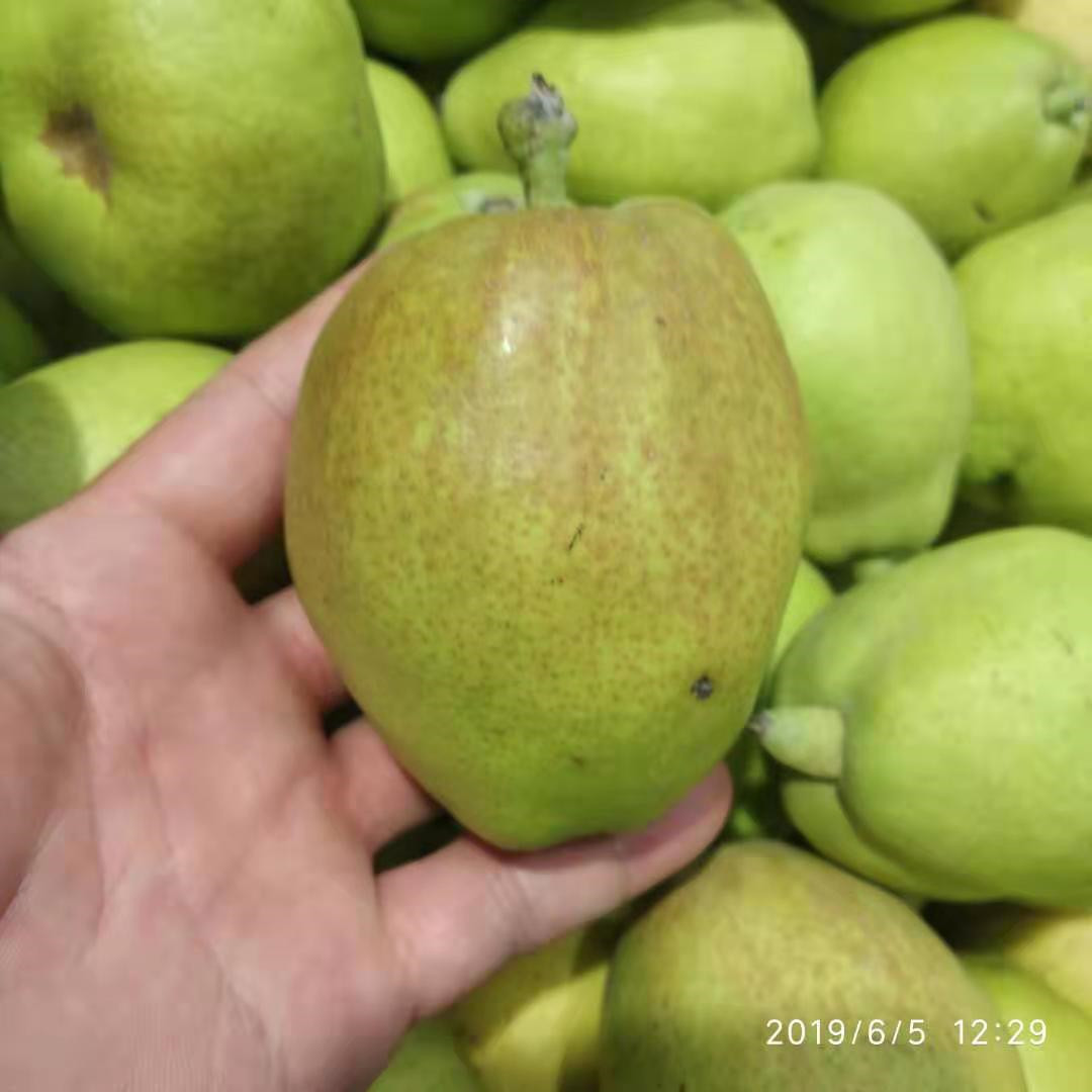 紅香酥梨樹苗哪里的質(zhì)量好什么時候種植梨樹佳