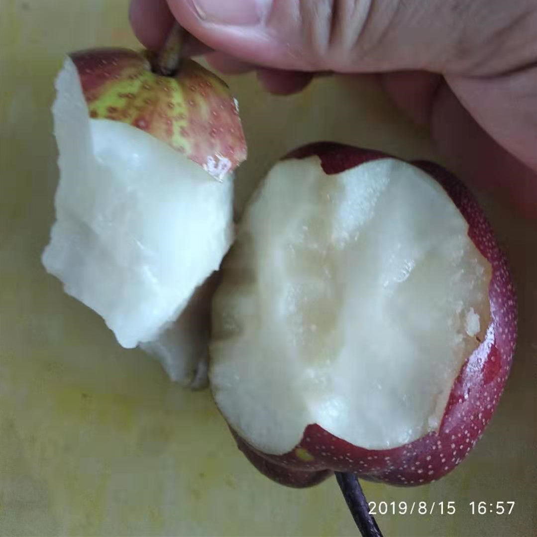 紅香酥梨樹苗的管理方法什么時候種植梨樹佳