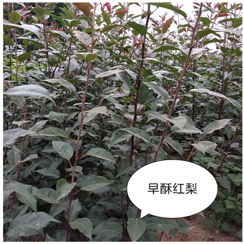 皇冠梨樹苗的病蟲害防治管理什么時候種植梨樹佳