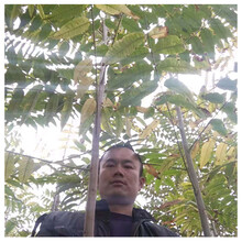 泰山红油香椿苗地径1.5cm春天怎么施肥