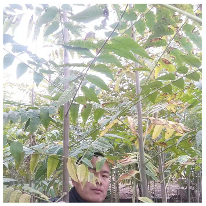 泰山红油香椿苗地径2.0cm春天怎么施肥