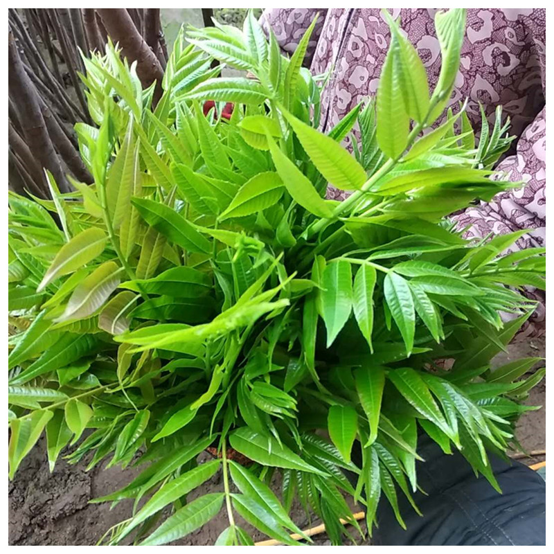 香椿苗规格0.5cm春天和秋天那个季节种植好