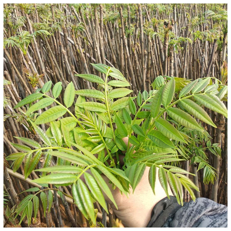 泰山红油香椿苗地径5.0cm春天种植成活率怎么样