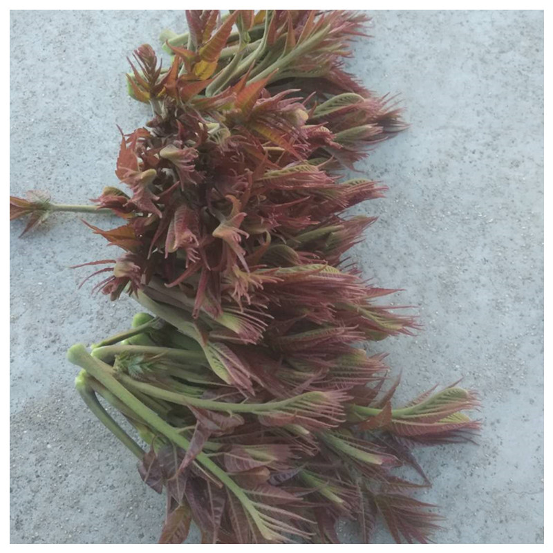 泰山红油香椿苗地径1.5cm的病虫害防治