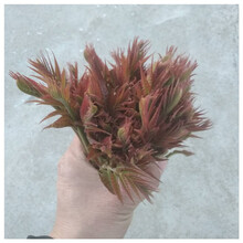 泰山红油香椿苗地径1.5cm秋季如何修剪