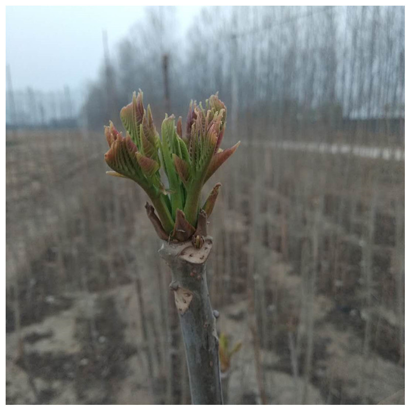 香椿苗规格2.0cm春天种植成活率怎么样