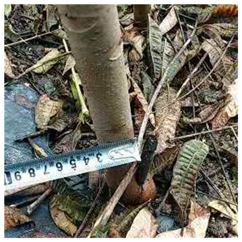 泰山红油香椿苗规格1.0cm秋天种植成活率怎么样