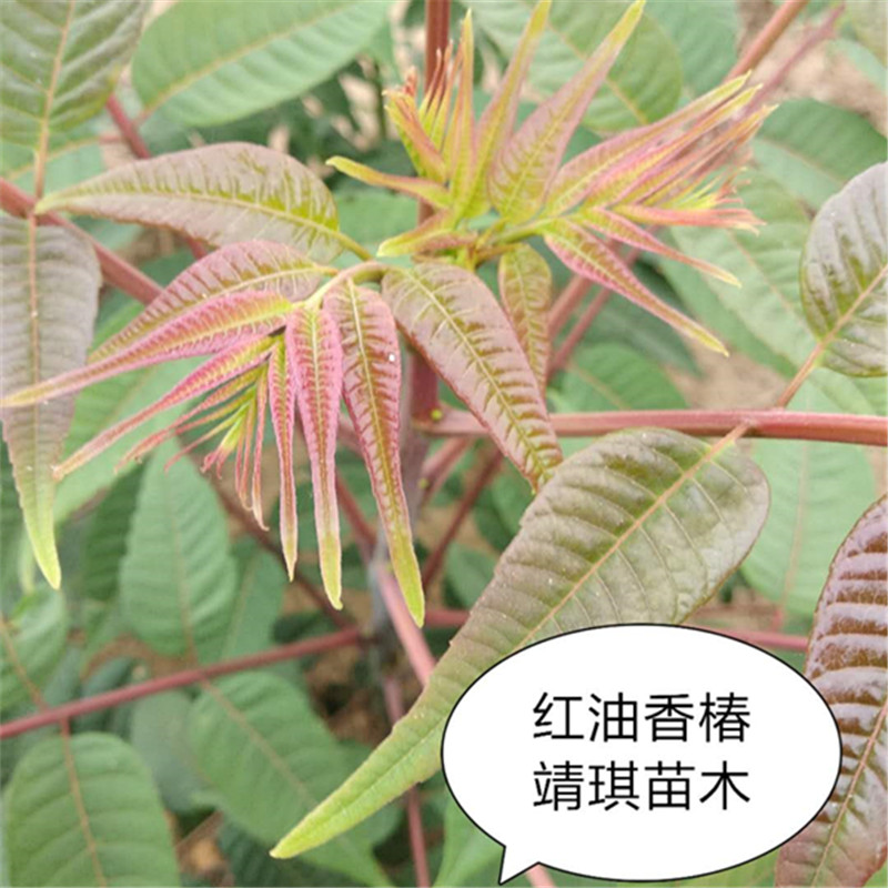 香椿苗规格2.0cm春天种植成活率怎么样