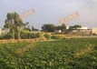 蜂窝物联承建的南安镇国果蔬智慧农场投入使用