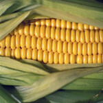 批发供应食品级增稠剂玉米淀粉