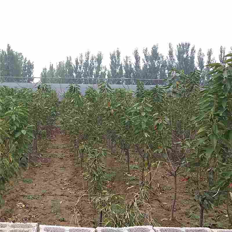 吉安市吉塞拉6號(hào)怎么選擇信譽(yù)廠家