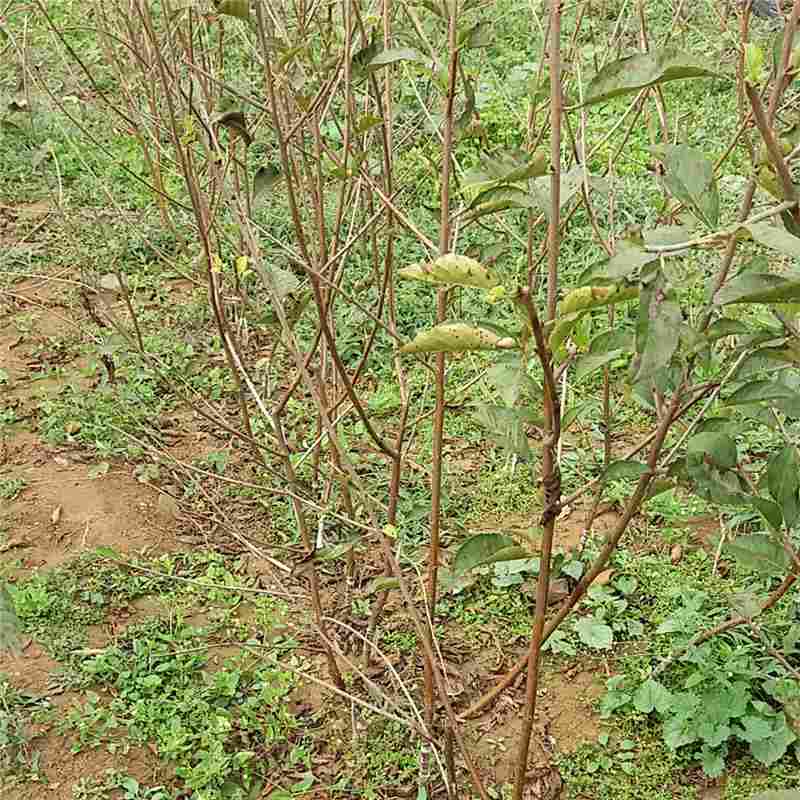 菏泽市樱桃种子苗厂家信誉厂家