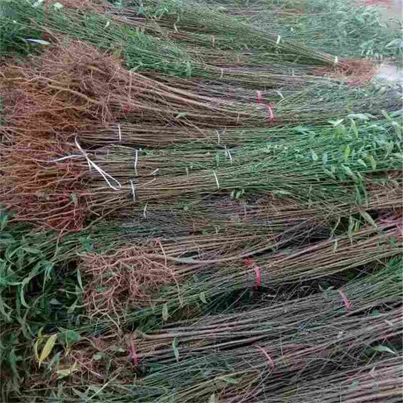 明月油蟠桃經(jīng)濟(jì)效益怎么樣？