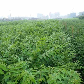 廣西壯族自治區(qū)香椿苗種植方法